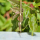 Unique Vintage Gold Toothpick Charm